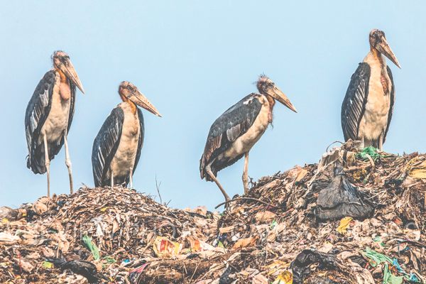 By scavenging from trash heaps, greater adjutants serve an important role as cleaners.