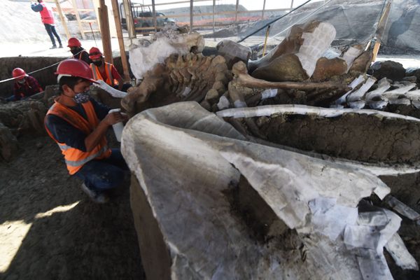 Construction crews are cooperating with expert paleontologists as the site is developed and more bones are uncovered.