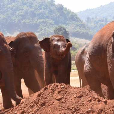 Elephants playing in the mud at Elephant Nature Park. 