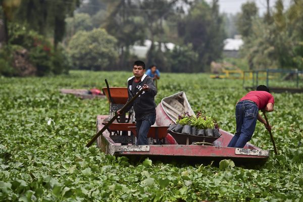 Farmers on a trajinera, a traditional flat-bottomed river boat.