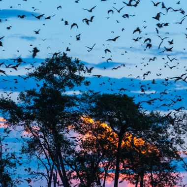 Straw-colored fruit bat migration in Kasanka National Park.