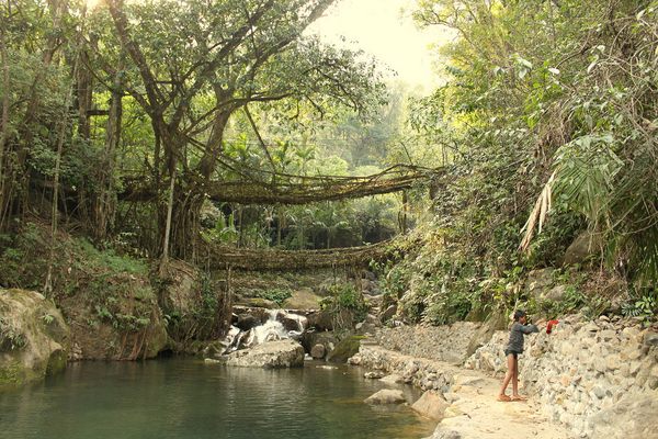 Living Root Bridges