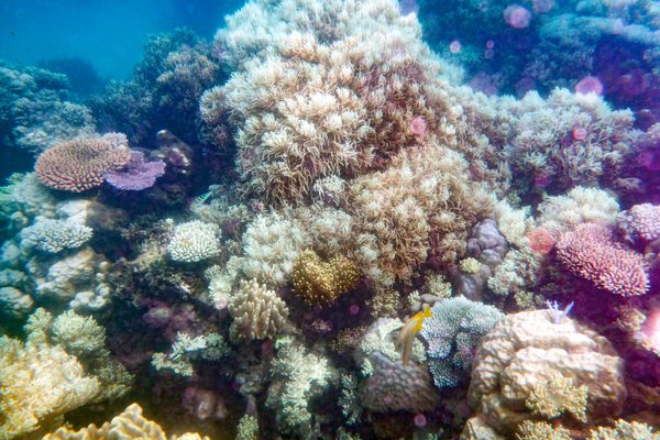 A colorful orgy in Australia’s Great Barrier Reef is triggered by the moon.