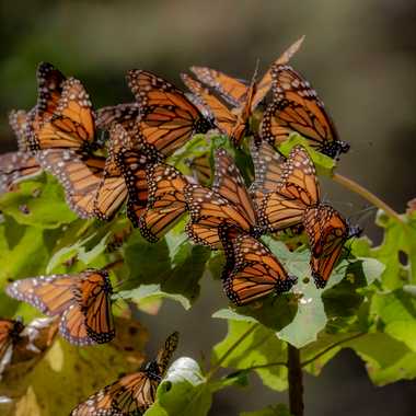 Monarchs in Michoacán