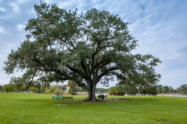 The Singing Tree.