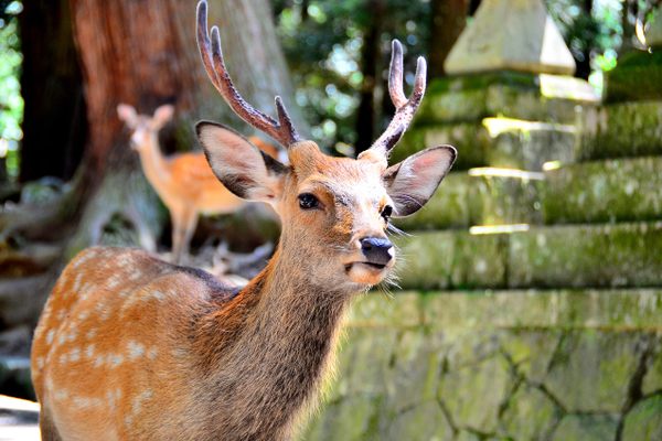 In Nara City, Japan, sika deer have been protected for over a thousand years due to their sacred status in Shintoism.