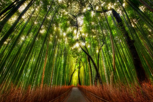 Sagano Bamboo Forest