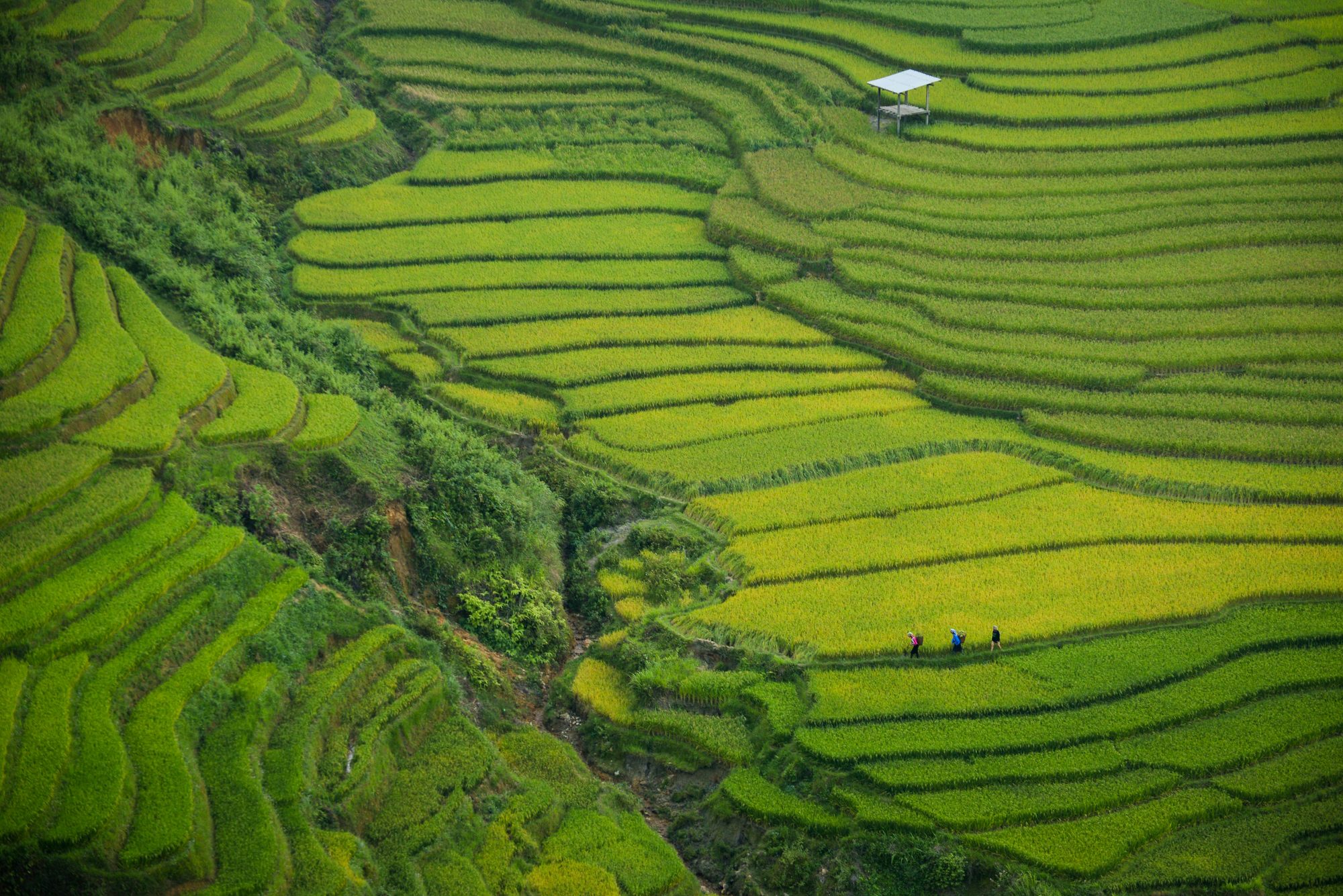 Aerial image of Vietnam, displaying the picturesque rice terraces, characterized by their layered, verdant fields.