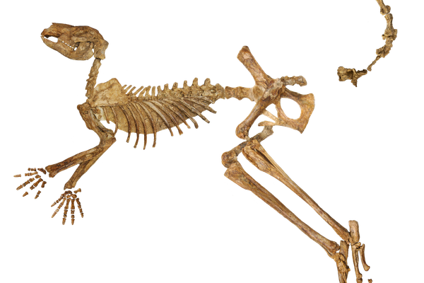 A near-complete fossil skeleton of Protemnodon viator from Lake Callabonna, missing just a few bones from the hand, foot, and tail.