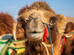 Mongolia - Bactrian camel