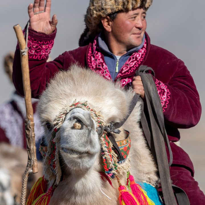 Thousand Camel Festival camel parade.